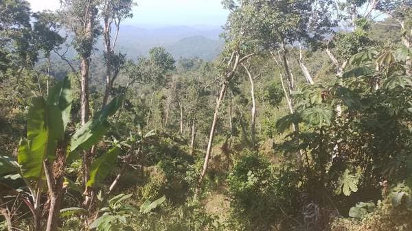 10 hectáreas en pluma hidalgo - Image 5