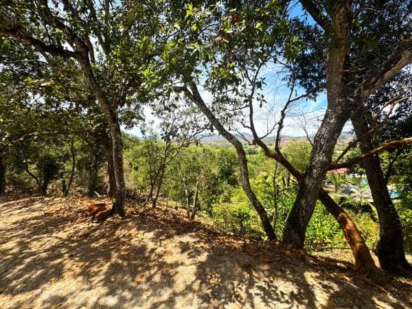 Lote El Tuito - Tierra Alta - Image 2