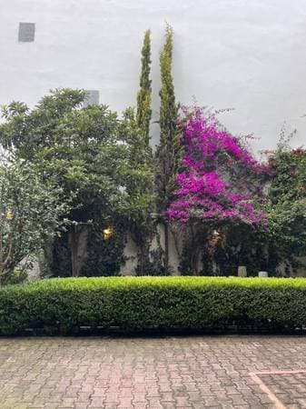 Coyoacan Downtown Outstanding House In A Corner Front Park For Sale - Image 3