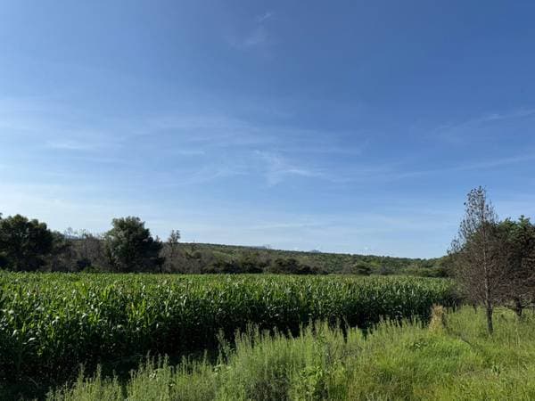 San Felipe - 150 Hectares of Productive Pasture and Seasonal Land - Image 5