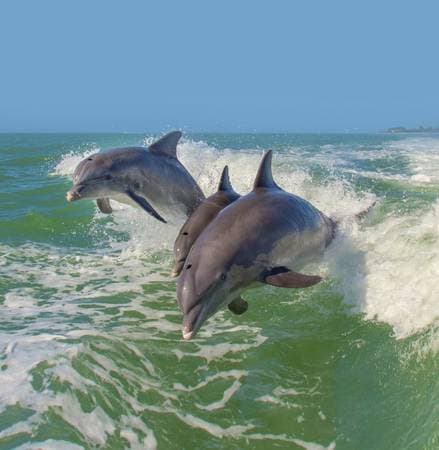 Authorized Eco-Hotel Project 190m Beachfront Lot For Sale | Playa - Image 5