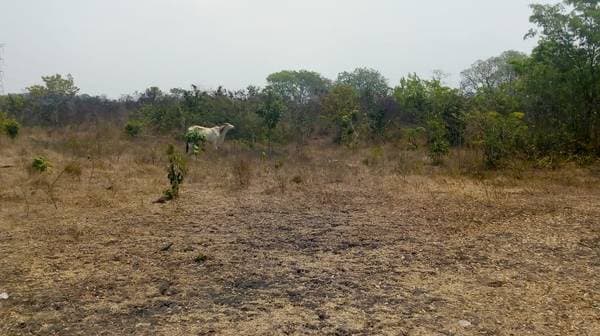 Ranch For Sale 150 Hectares Near Chetumal - Image 3
