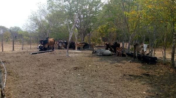 Ranch For Sale 150 Hectares Near Chetumal - Image 5