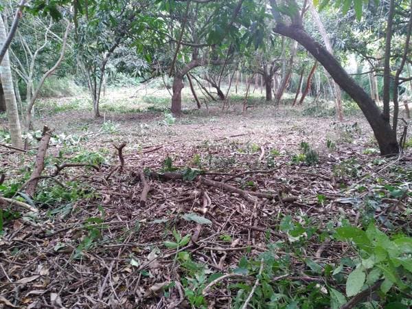 Land For Sale 5000m2 Las Lomas - Image 3