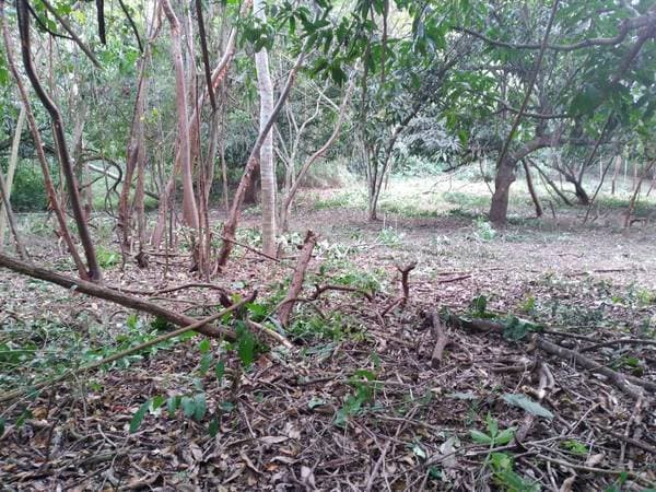 Land For Sale 5000m2 Las Lomas - Image 4