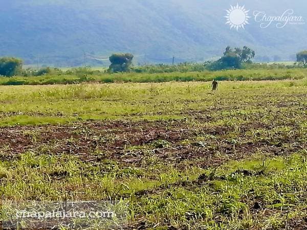 Terreno El Molino - Image 4