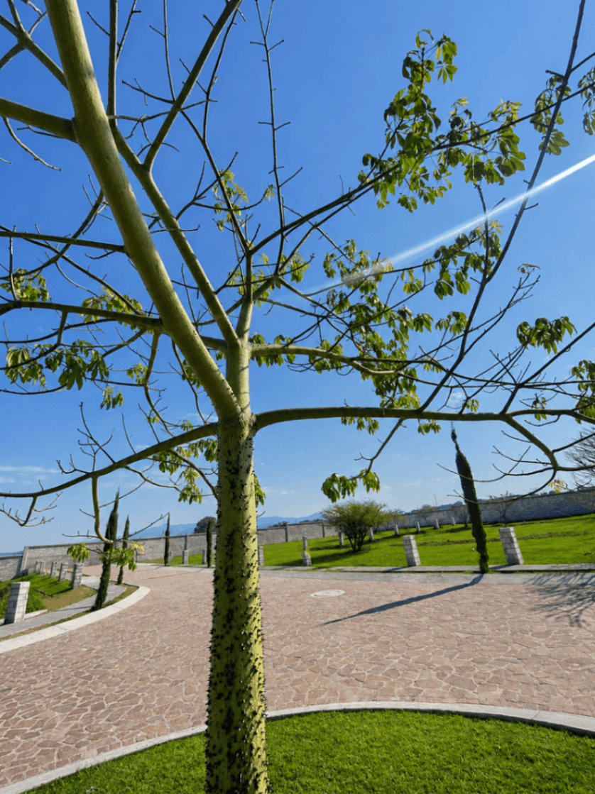 Lote en venta - Image 4