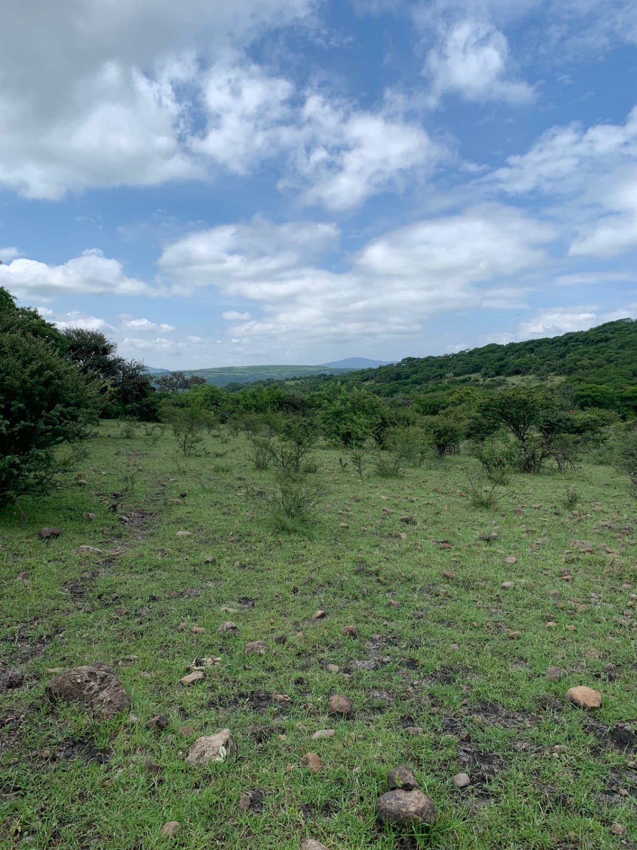 Hectáreas sobre camino a Jalpa - Image 4