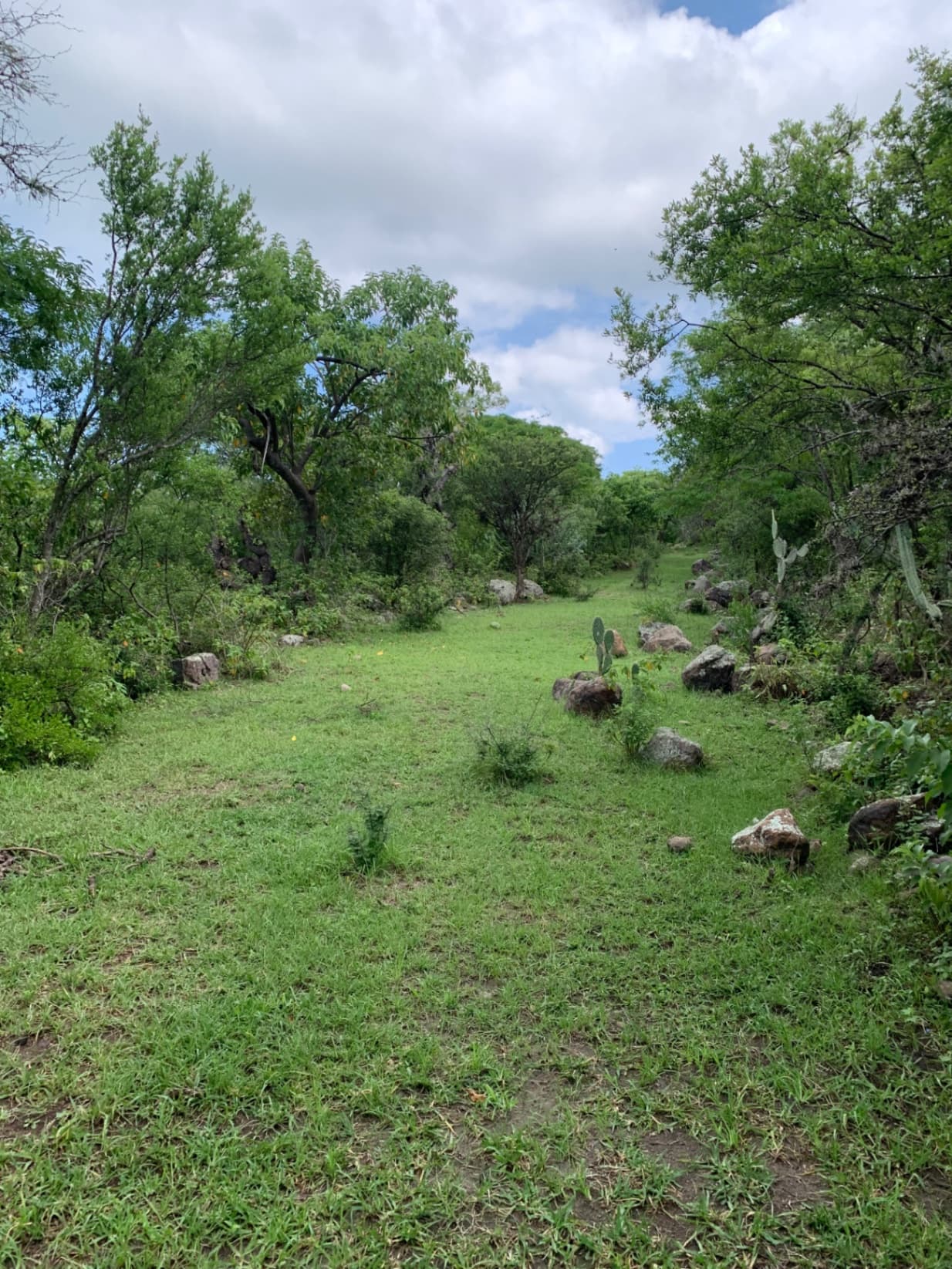 Hectáreas sobre camino a Jalpa - Image 5